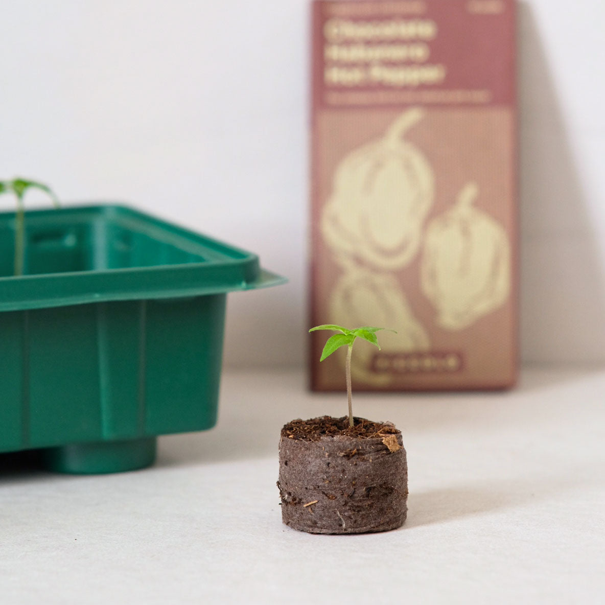 Piccolo Seeds® Hot Pepper Chocolate Habanero – Little Otja