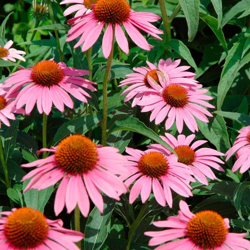 Piccolo Seeds® Ehinacea Starlight | Little Otja