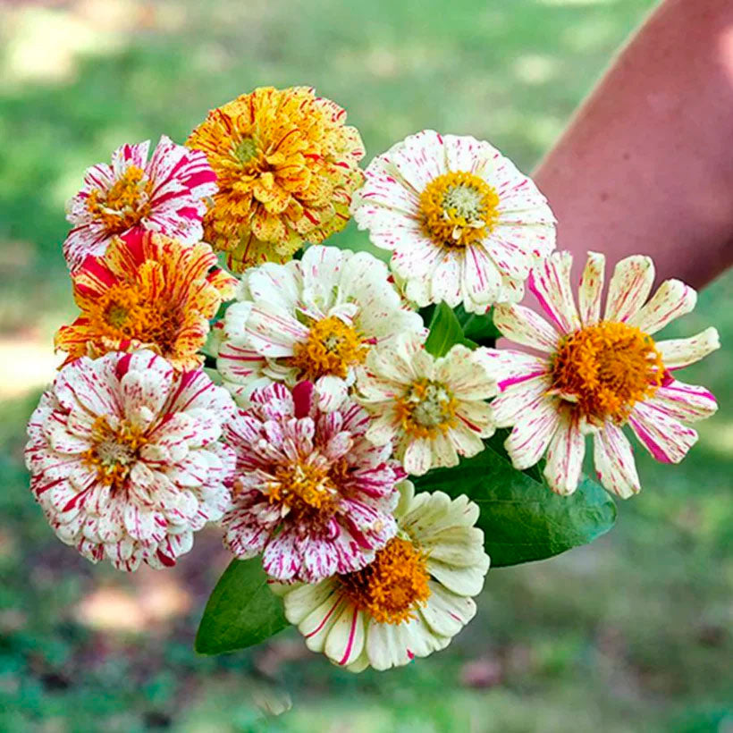 Zinnia Peppermint Stick