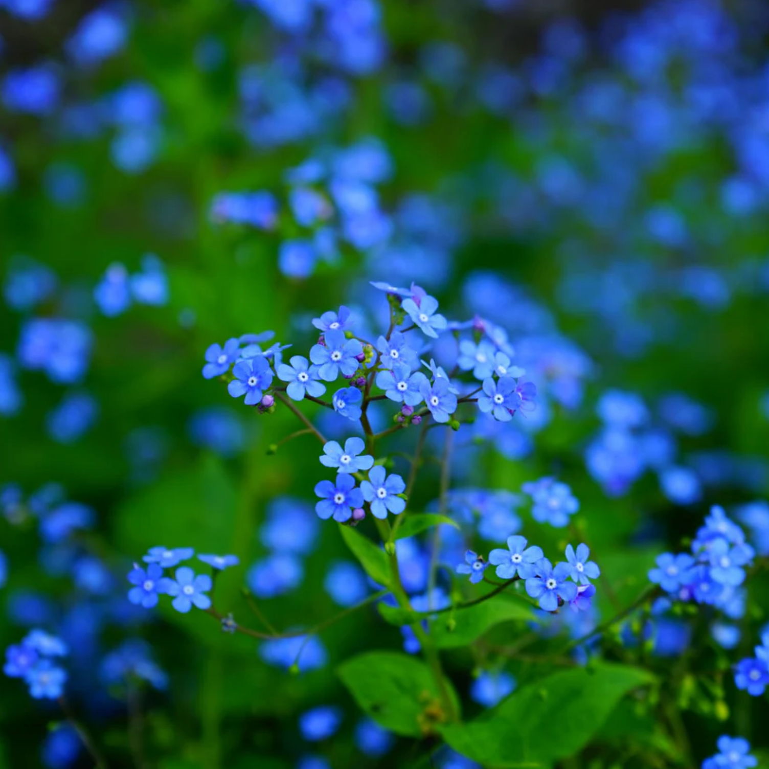 Forget-me-not Indigo Blue