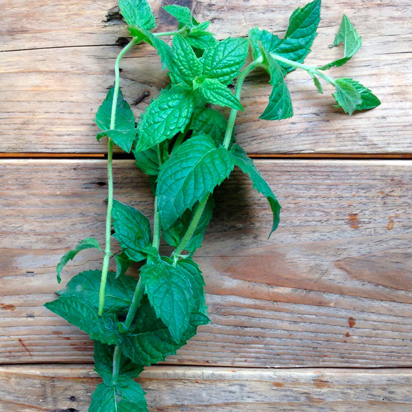 Moroccan Spearmint