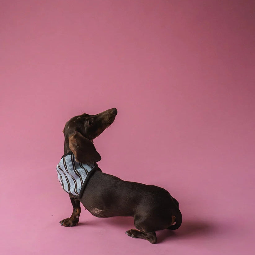 Dog Bandana Blue Stripes