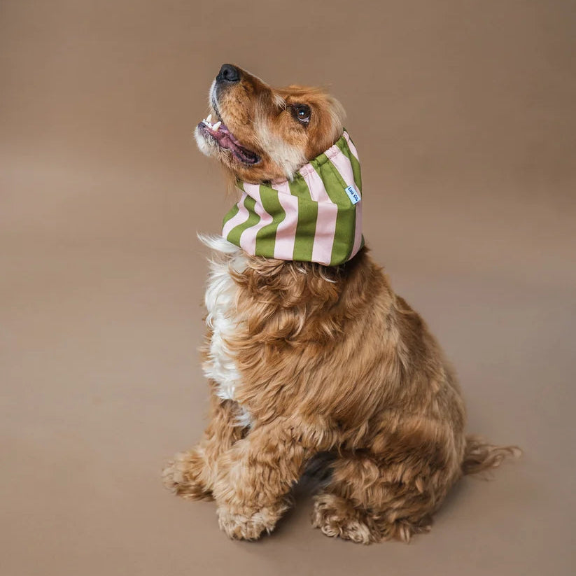Dog Snood Stripes Green Pink