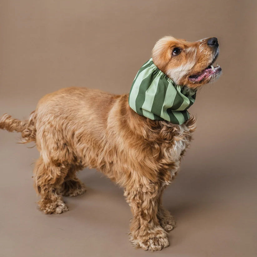 Knitted Dog Snood - Green Stripes