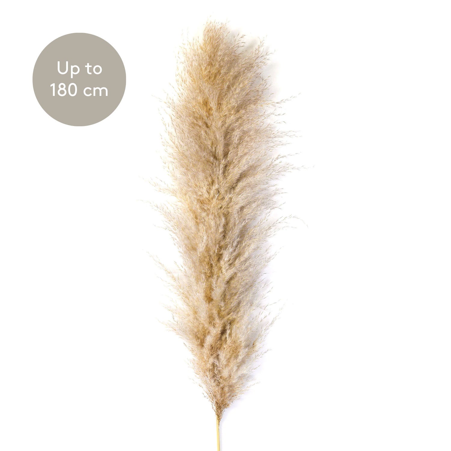 Pampaška trava, velikost od 150-180 cm
